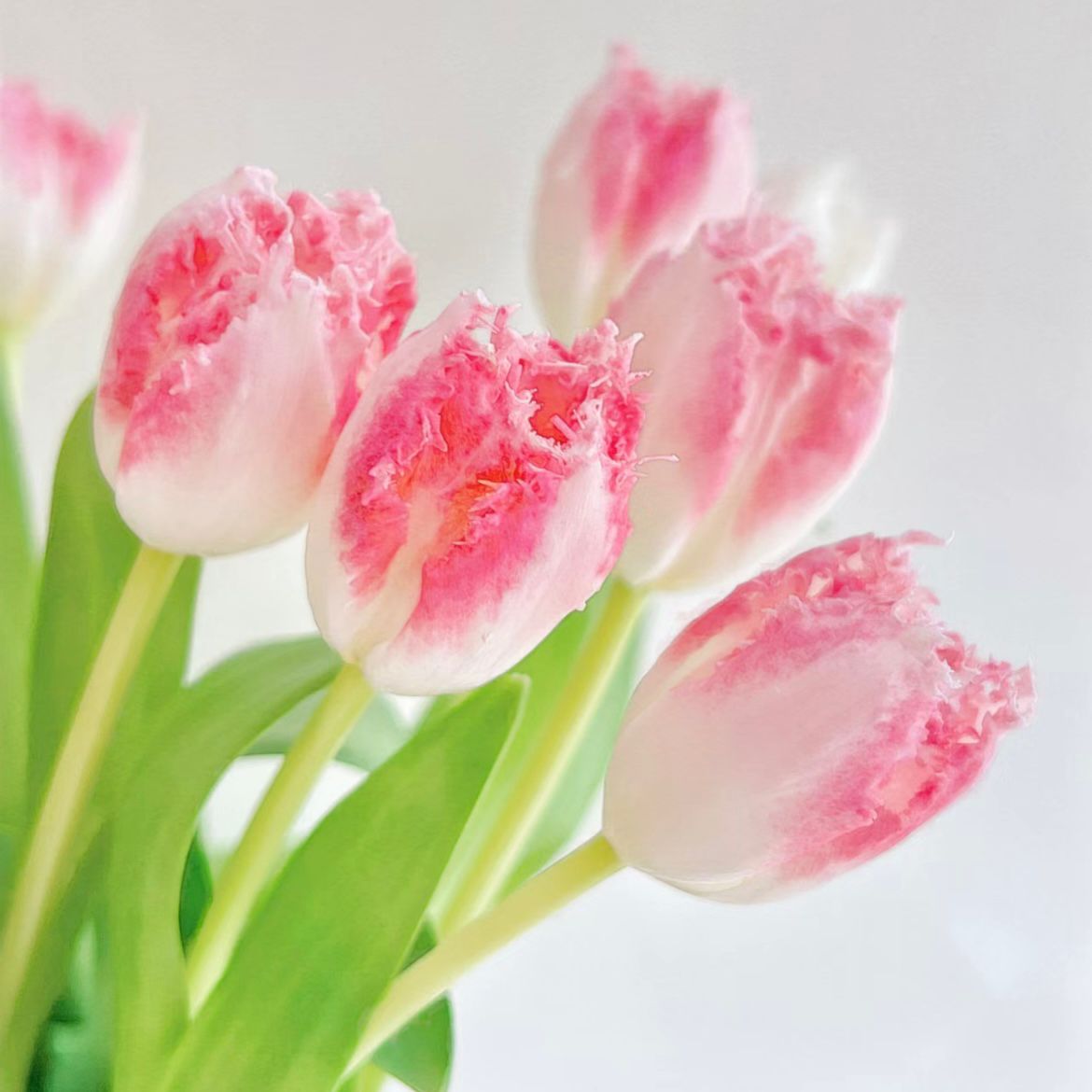 Fringed Tulip * 10