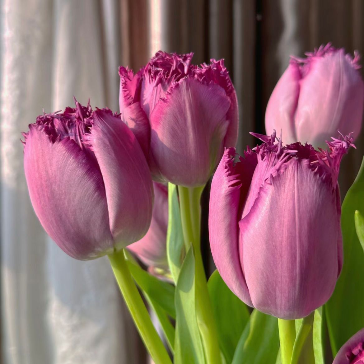 Fringed Tulip * 10