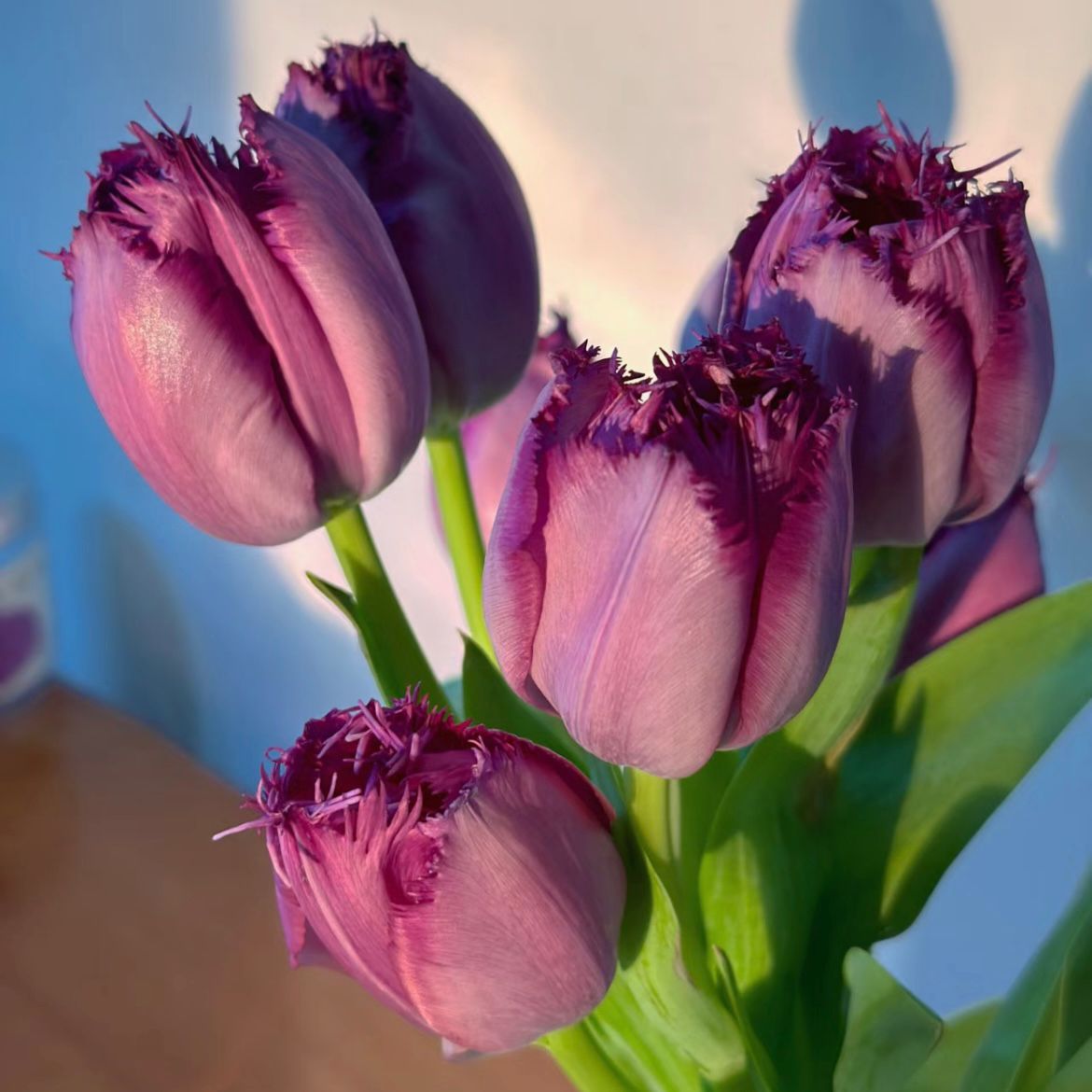 Fringed Tulip * 10