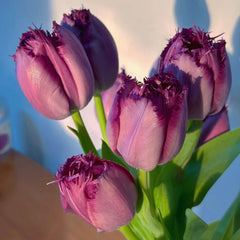 Fringed Tulip * 10