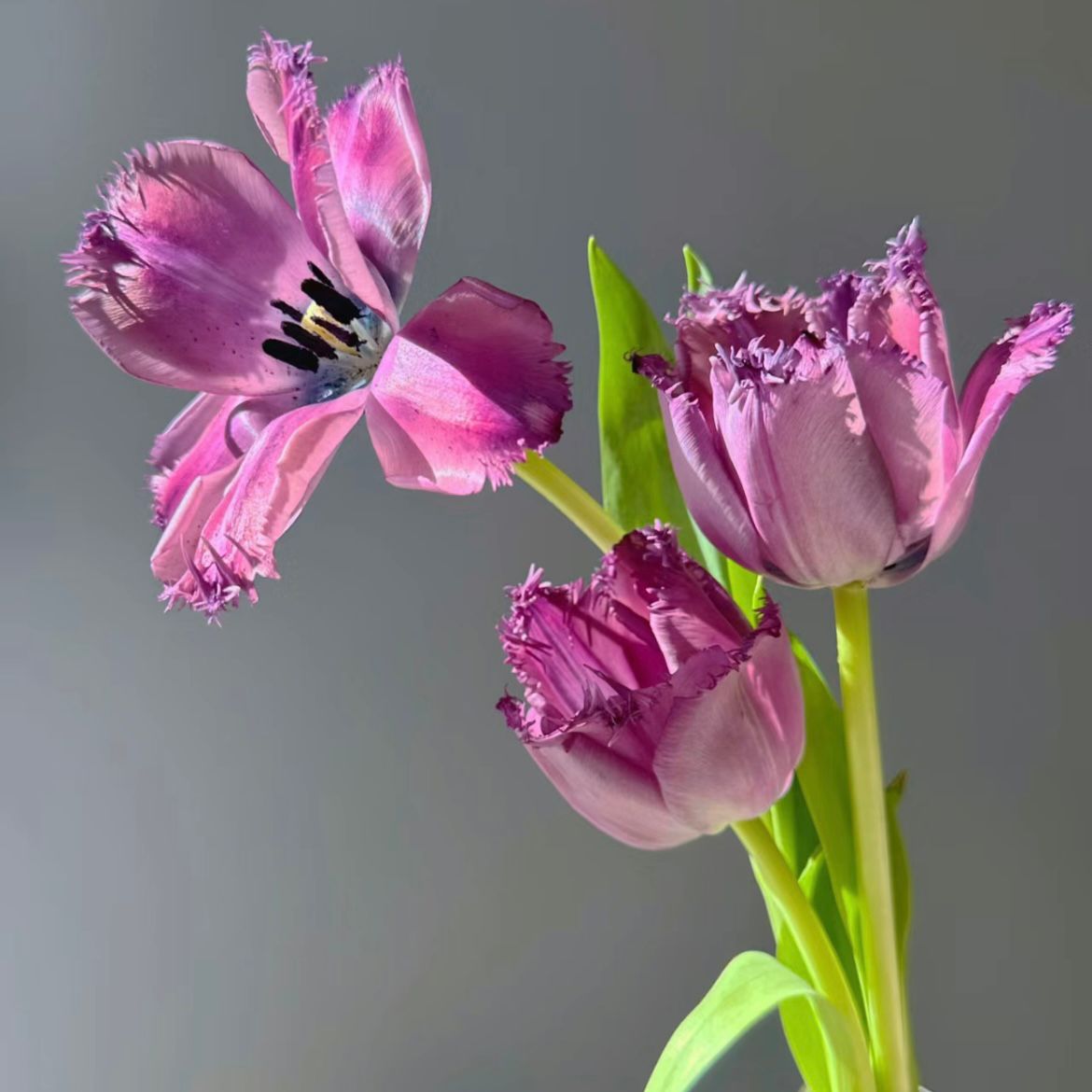 Fringed Tulip * 10