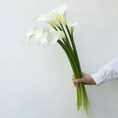 Calla Lilies * 10