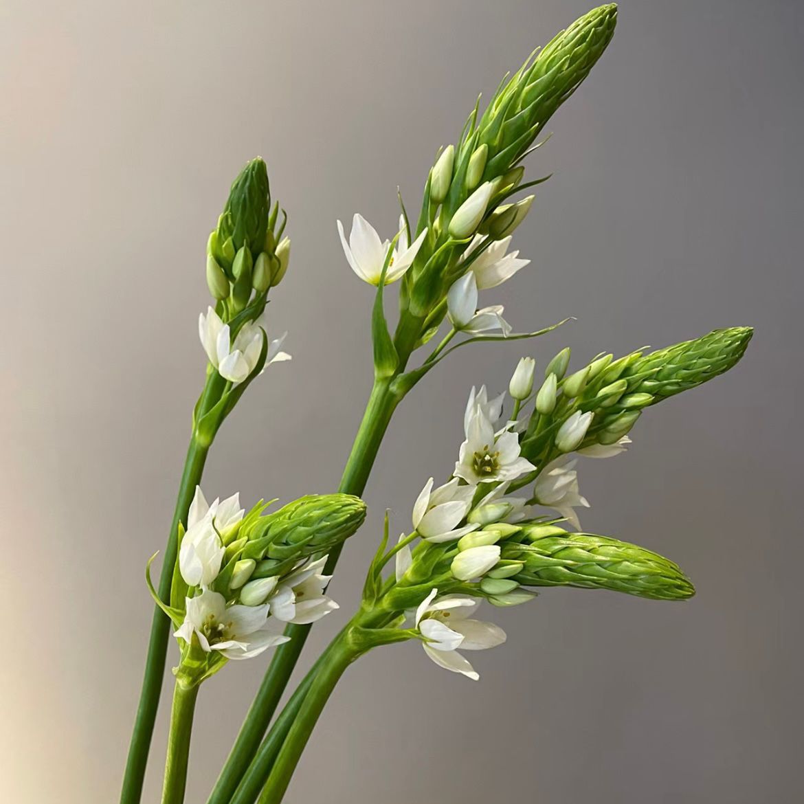 Star of Bethlehem * 10