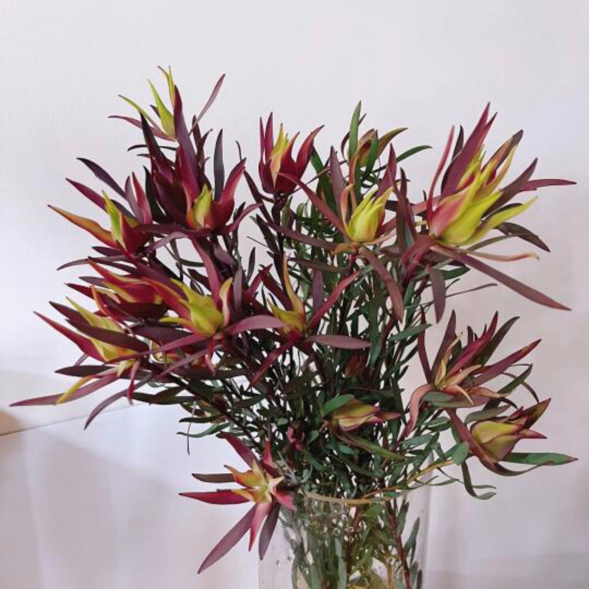 Leucadendron * 10