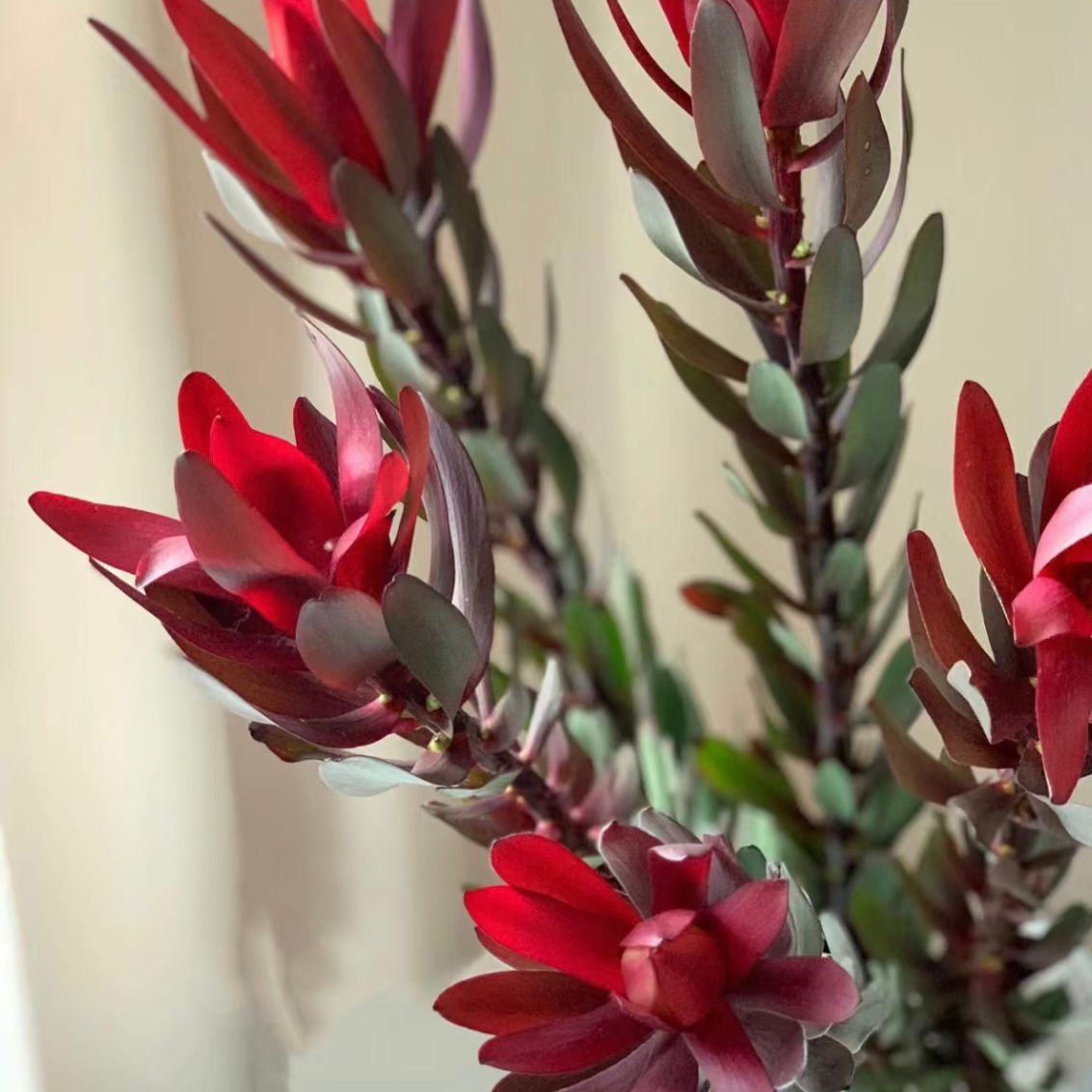 Leucadendron * 10