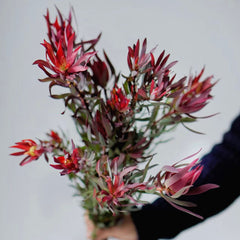 Leucadendron * 10