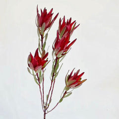 Leucadendron * 10