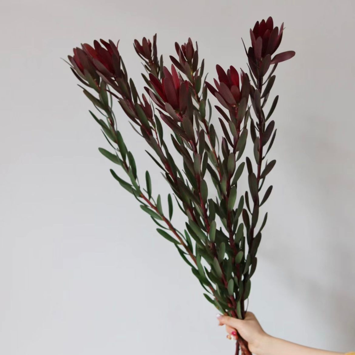 Leucadendron * 10