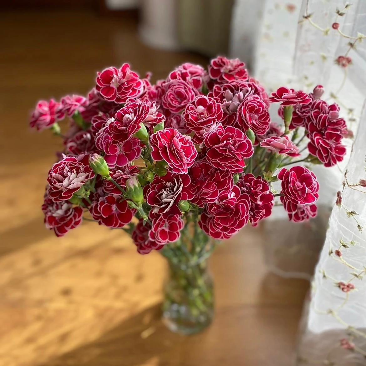 Dianthini Spray Carnation * 20