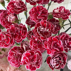 Dianthini Spray Carnation * 20