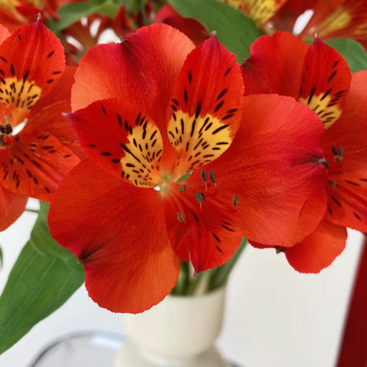 Alstroemeria * 10