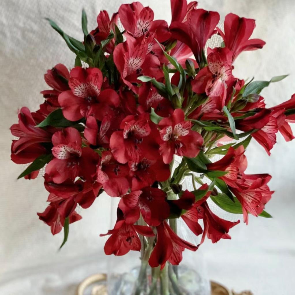 Alstroemeria * 10