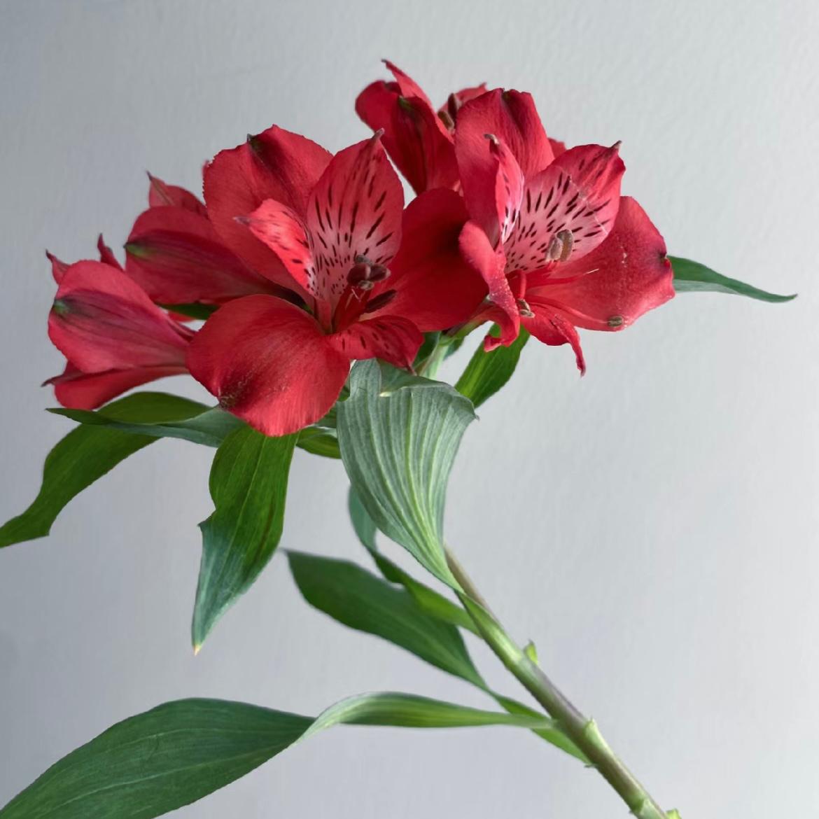 Alstroemeria * 10