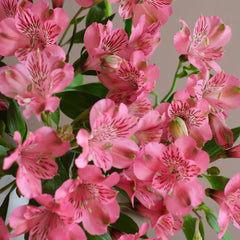 Alstroemeria * 10