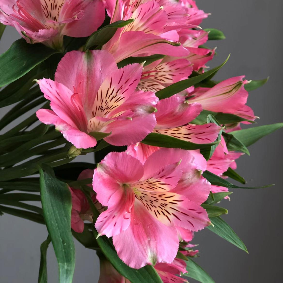 Alstroemeria * 10