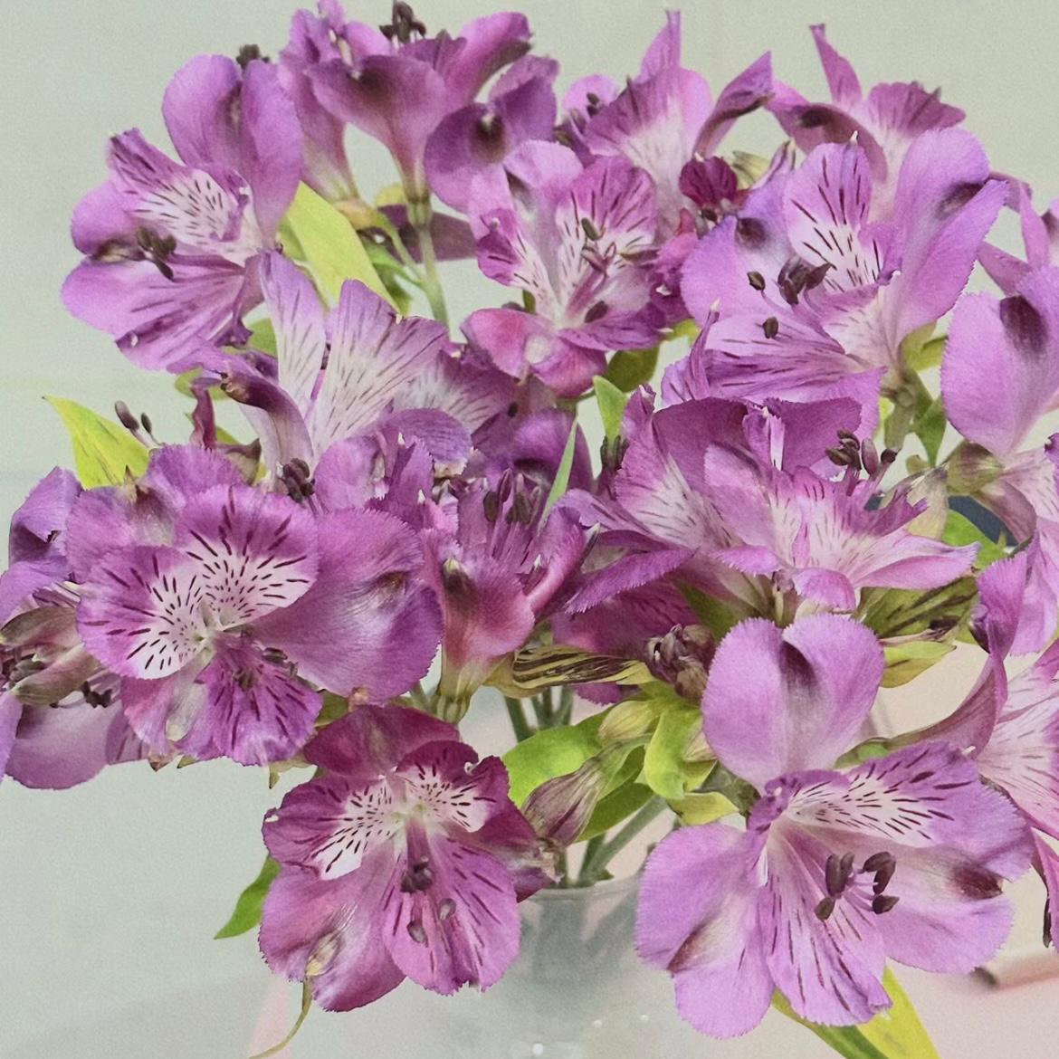 Alstroemeria * 10